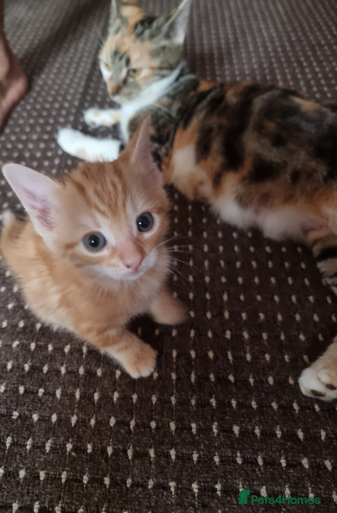 Mixed Breed cats for sale: Looking for forever home - Image 2