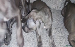 Mixed Breed dogs for sale: Caine corso/ American bully 10 weeks - Advert 8