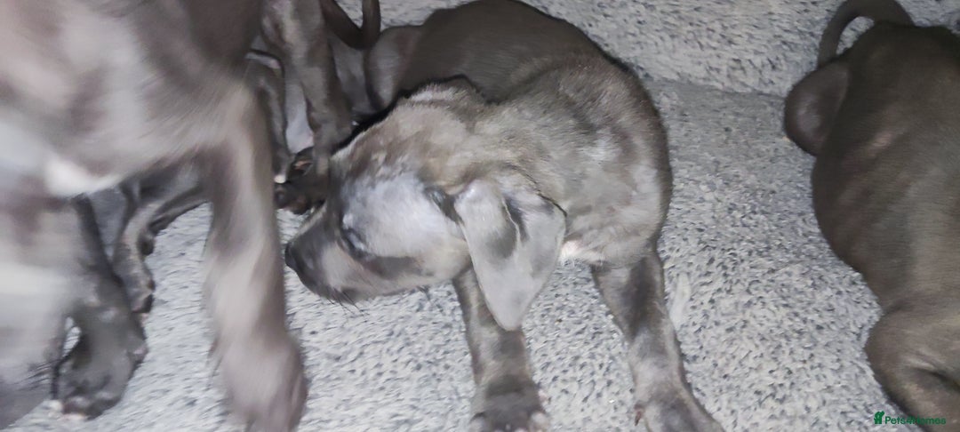 Mixed Breed dogs for sale: Caine corso/ American bully 10 weeks - Advert 8