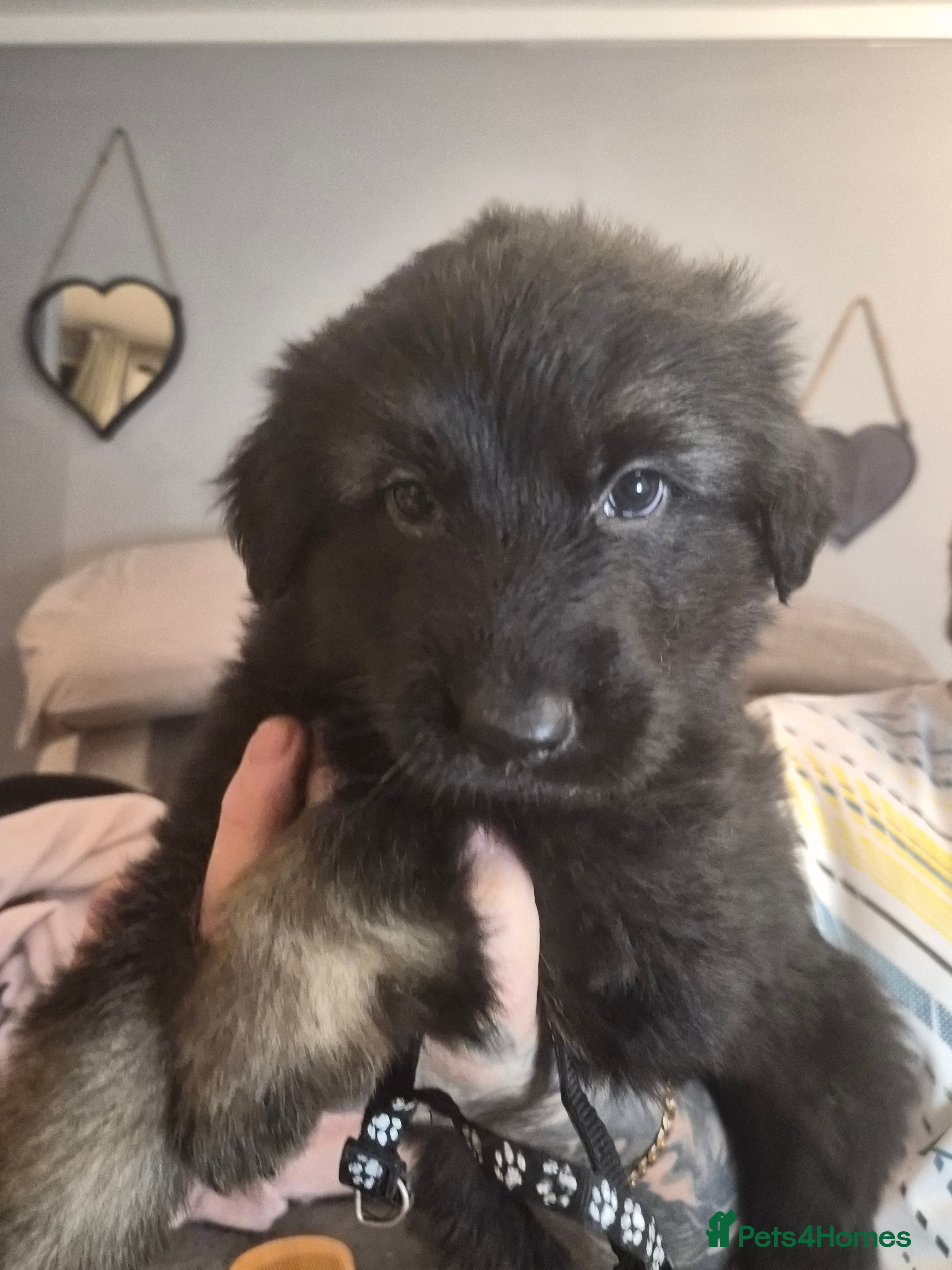 German Shepherd dogs Straight back German Shepherd very big chunky pups - Advert 1