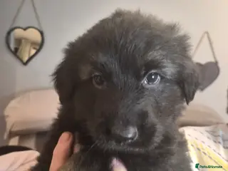 German Shepherd dogs Straight back German Shepherd very big chunky pups - Advert 1