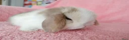 Mini Lop rabbits for sale: Baby mini lops for sale  - Advert 3