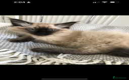 Ragdoll cats for sale: Ragdoll  - Image 4