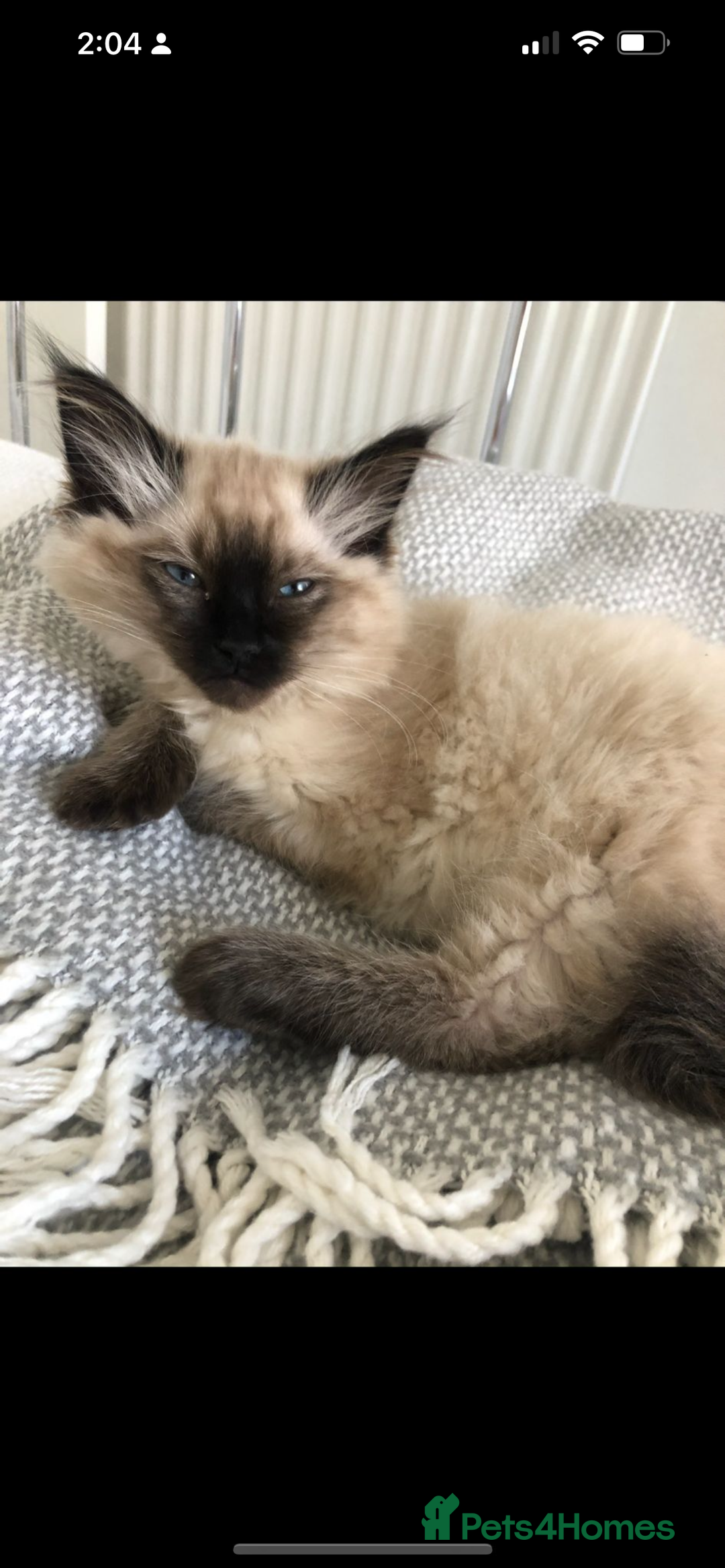 Ragdoll cats for sale: Ragdoll  - Image 4