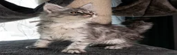 Maine Coon cats for sale: STUNNING PEDIGREE MAINE COON KITTENS - Advert 15