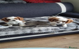 Cavalier King Charles Spaniel dogs for sale: Cavaliers King Charles spaniels - Image 19