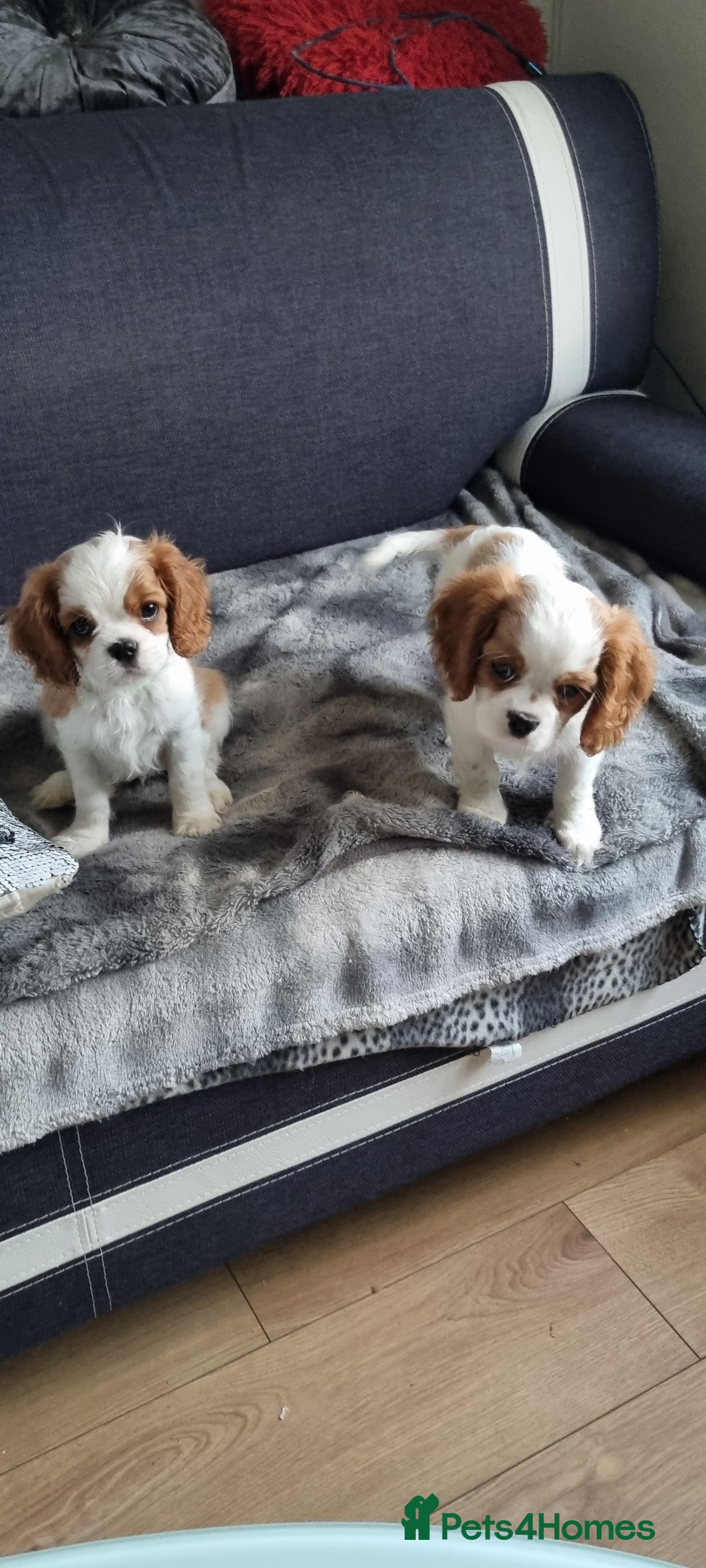 Cavalier King Charles Spaniel dogs for sale: Cavaliers King Charles spaniels - Image 19