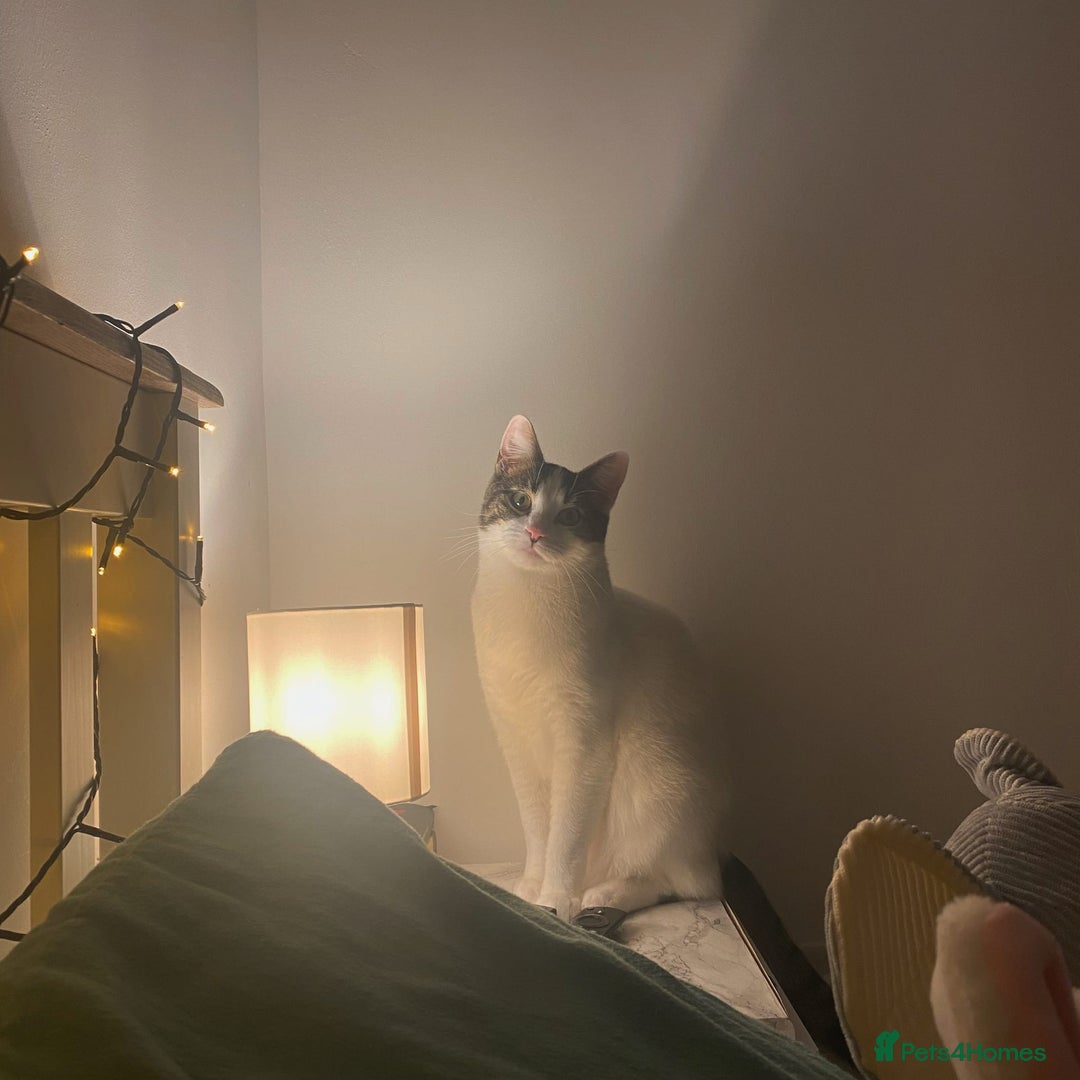 Mixed Breed cats for sale: Albie: Friendly white/tabby looking for new home - Advert 6