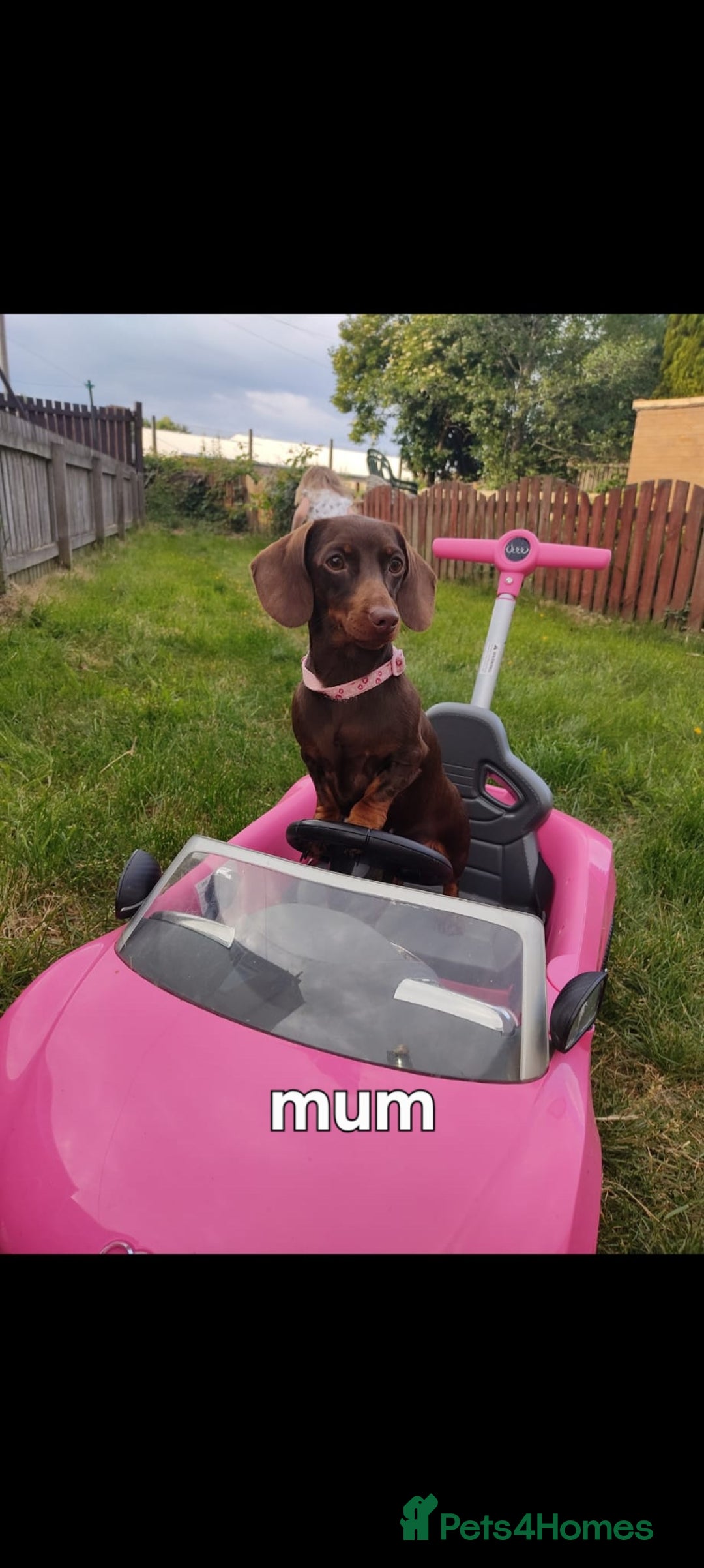 Miniature Dachshund dogs for sale: Miniature dachshund  - Advert 8