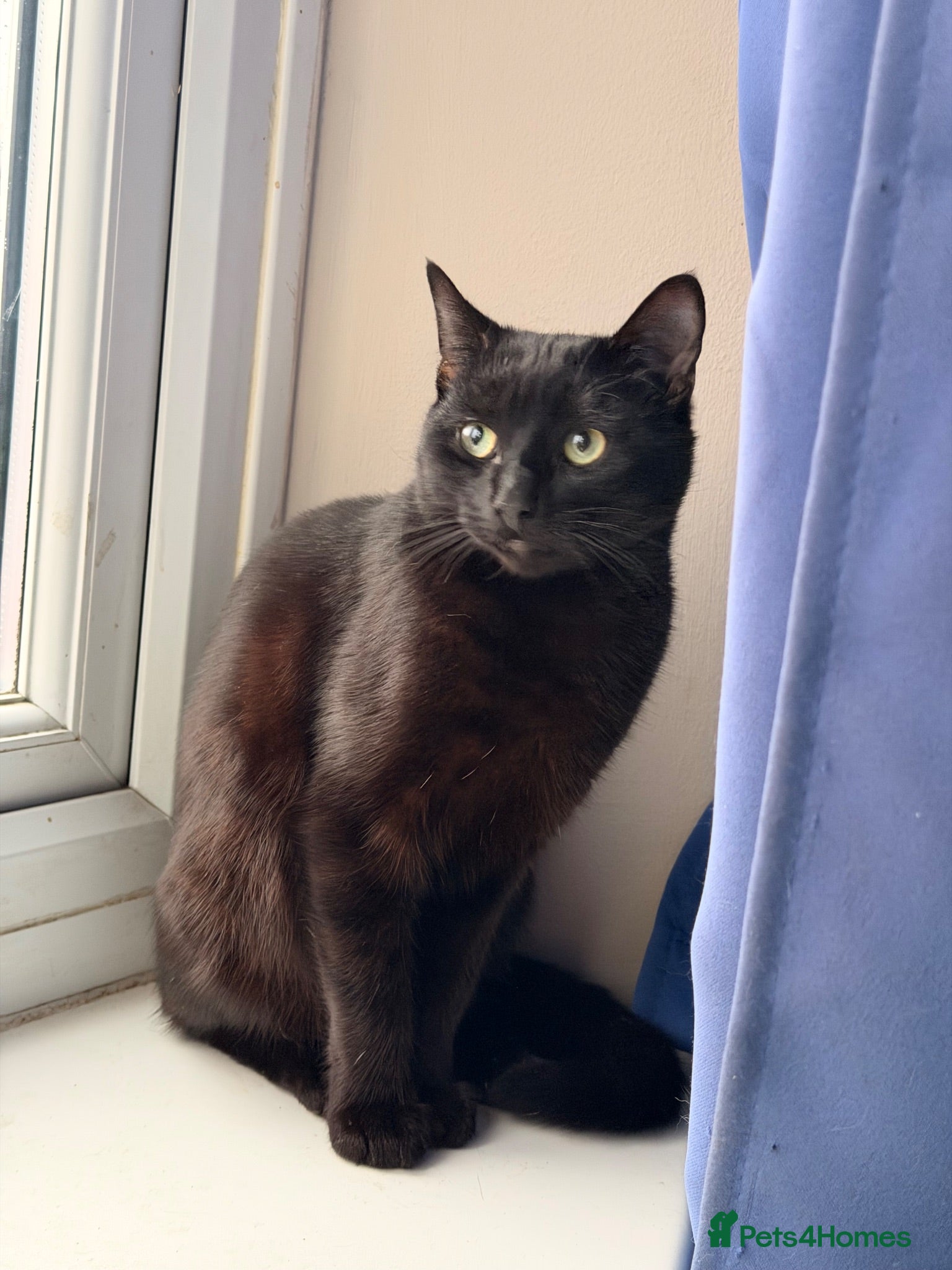 Mixed Breed cats Sadly need to rehome this boy - Advert 2