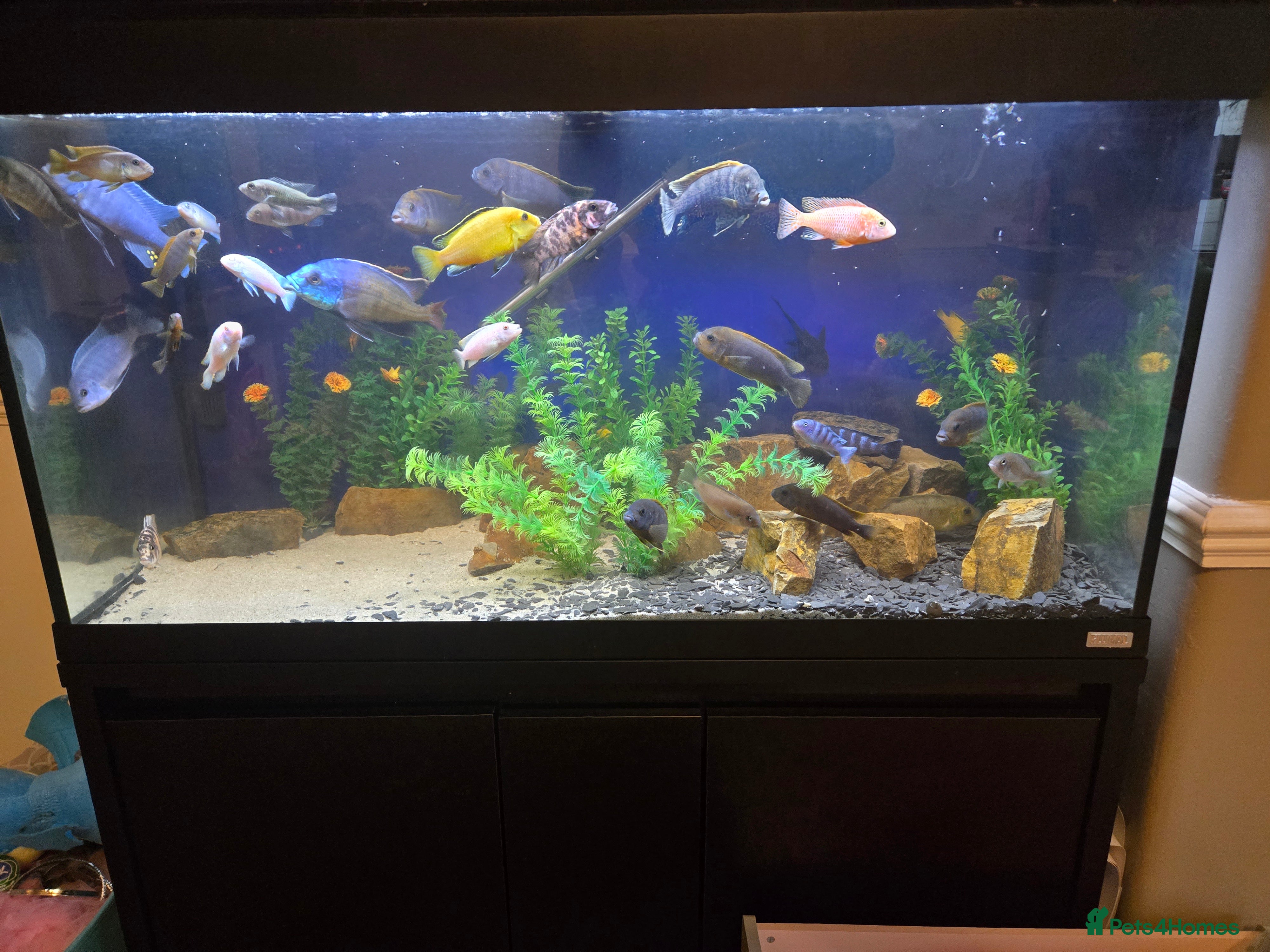 Cichlids fish Full malawi cichlid set up  - Advert 11