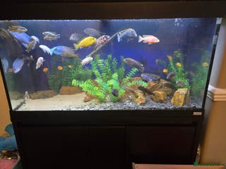 Cichlids fish Full malawi cichlid set up - Advert 10