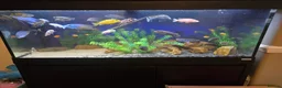 Cichlids fish for sale: Full malawi cichlid set up  - Advert 1