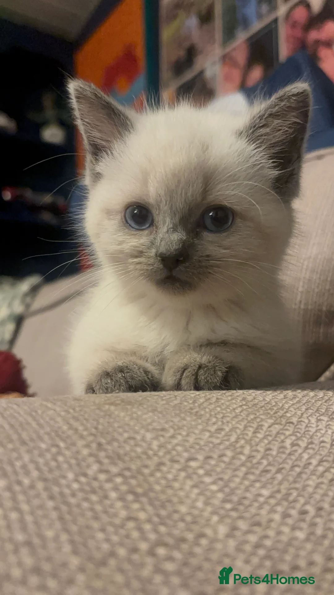 Ragdoll cats for sale: Cute ragdoll x silver tabby Angora - Advert 11
