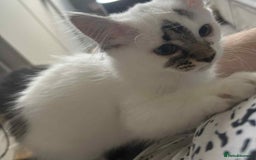 Mixed Breed cats for sale: 2 kittens  - Image 6