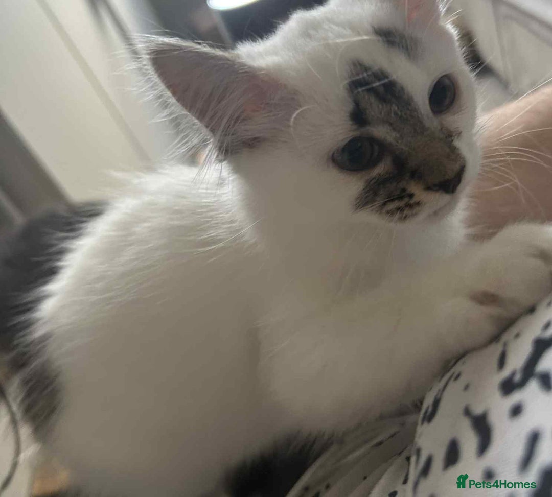 Mixed Breed cats for sale: 2 kittens  - Image 6
