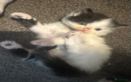 British Longhair cats for sale: Kittens  - Image 3
