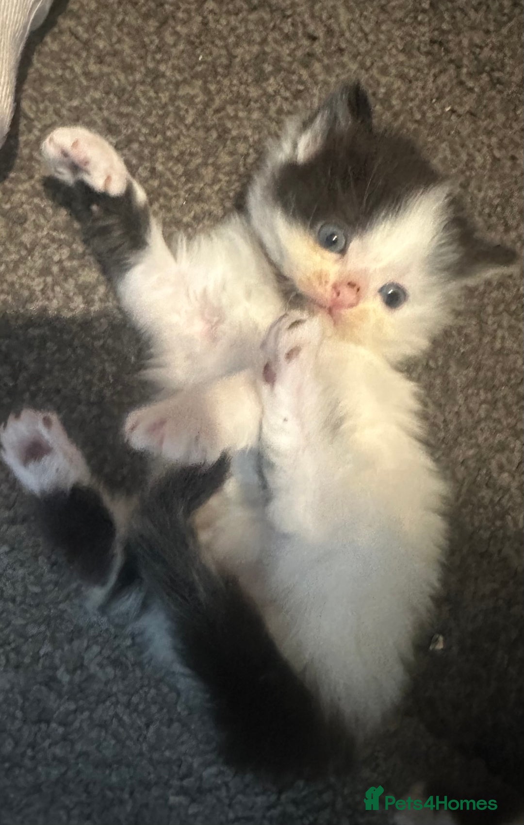 British Longhair cats for sale: Kittens  - Image 3