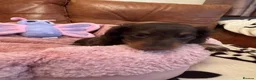 Miniature Dachshund dogs for sale: Miniature Dachshund  - Advert 3