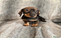 Dachshund dogs for sale: Dachshund Girls Ready Now Fully Vaccinated  - Image 5