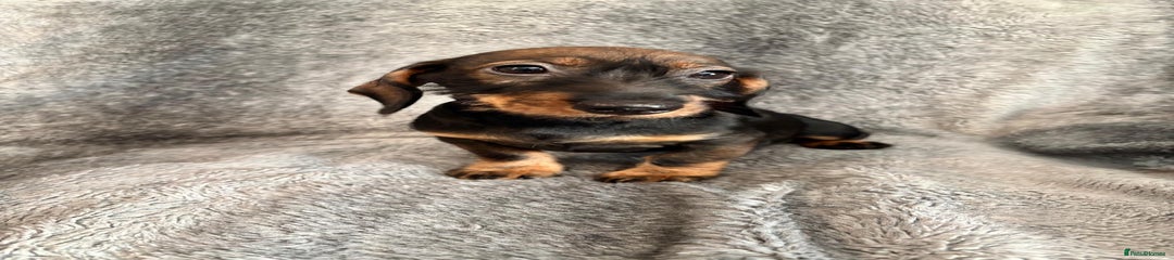 Dachshund Puppy 8