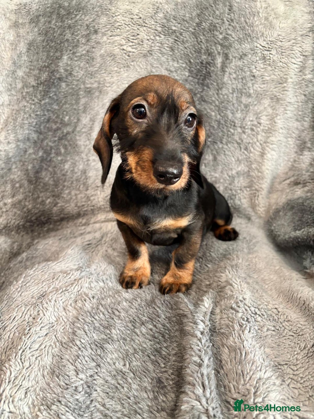 Dachshund dogs for sale: Dachshund Girls Ready Now Fully Vaccinated  - Image 5