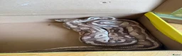 Python Snake reptiles for sale: Ball Python (Male) with Full Setup – Approx. 6Yrs in Derby - Advert 4