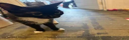 Mixed Breed cats for sale: 🐾 Adorable Kittens Looking for Loving Homes! 🐾 - Advert 2