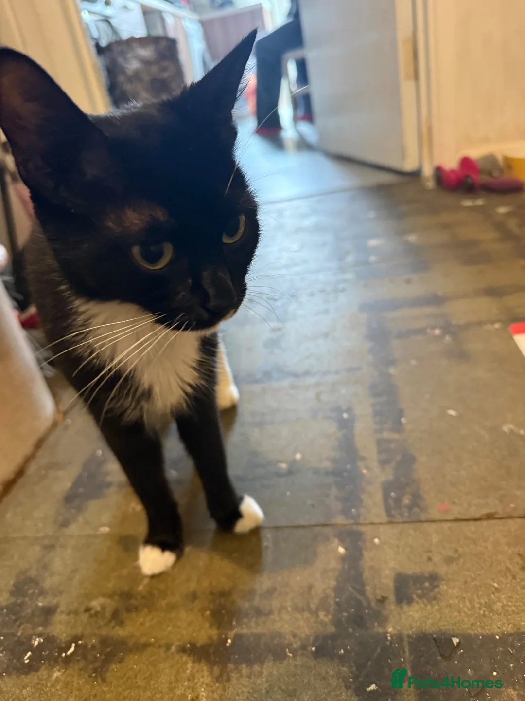 Mixed Breed cats for sale: 🐾 Adorable Kittens Looking for Loving Homes! 🐾 - Advert 2