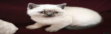 British Shorthair 2