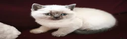 British Shorthair cats for sale: Beautiful British Shorthair Kittens in Darlington - Advert 9