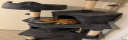 Mixed Breed cats for sale: Male cat for sale  - Advert 6
