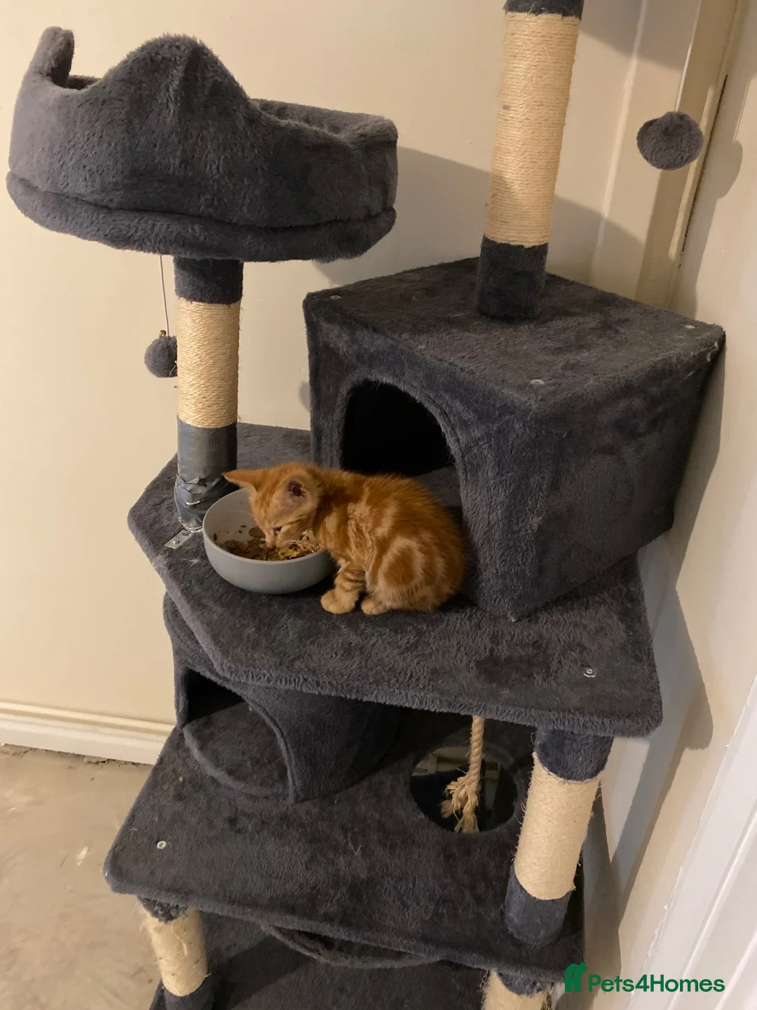 Mixed Breed cats for sale: Male cat for sale  - Advert 6