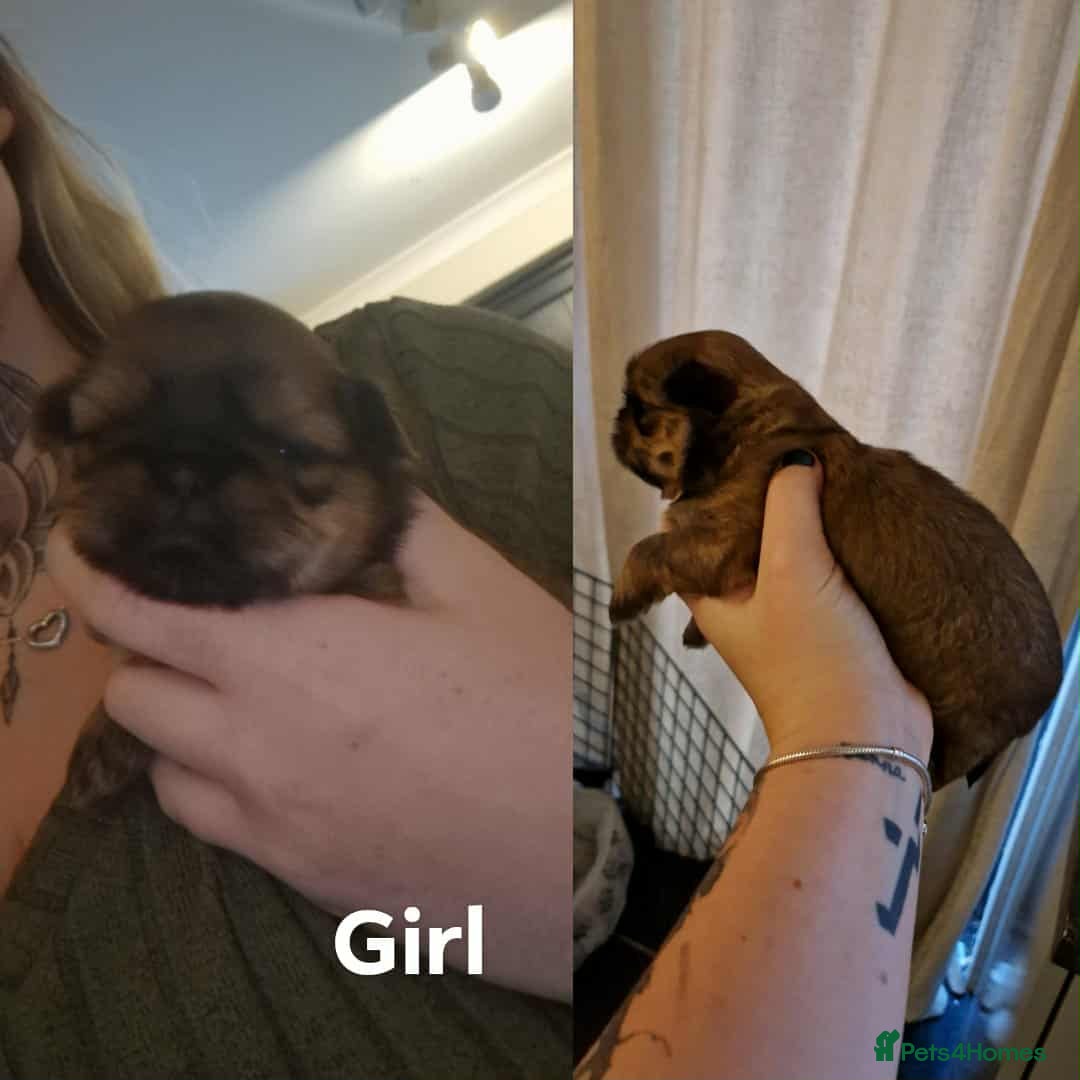 Shih Tzu dogs for sale: Shih Tzu  - Image 3