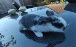 Mini Lop rabbits for sale: 3 lovely mini lop males for sale - Image 4
