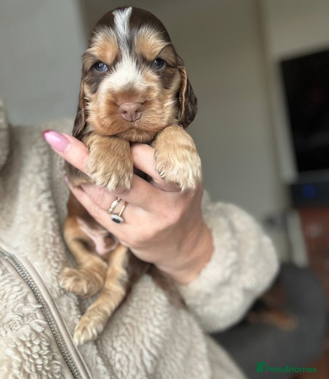 Cocker Spaniel dogs for sale: Quality kc show type cocker spaniels - Advert 18
