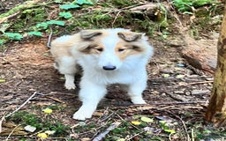 Rough Collie dogs for sale: Sable and white rough collie male - Image 2