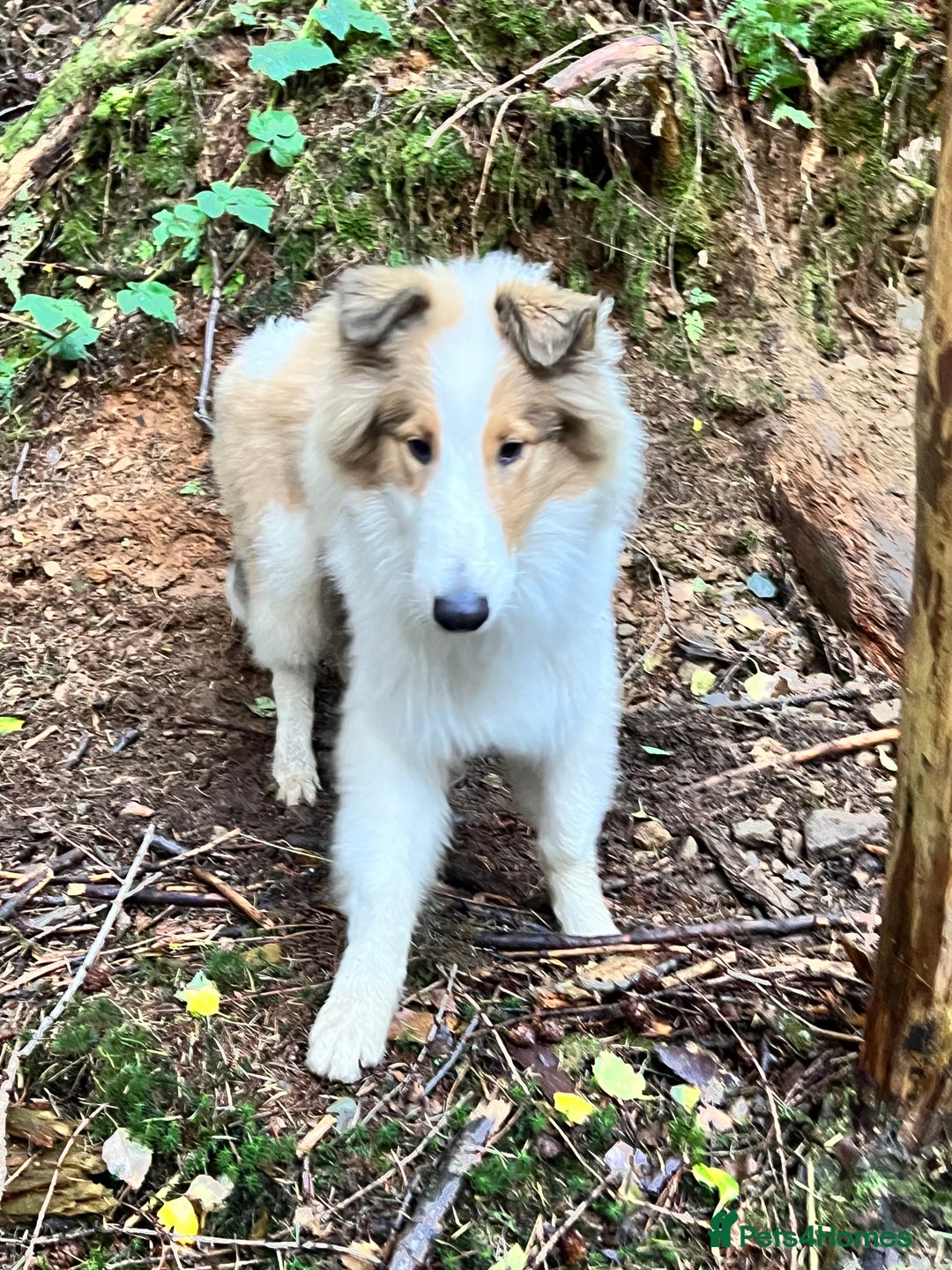 Rough Collie dogs for sale: Sable and white rough collie male - Image 2