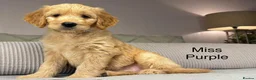 Goldendoodle dogs for sale: BEAUTIFUL HEALTHY CHUNKY PUPPIES  - Advert 19