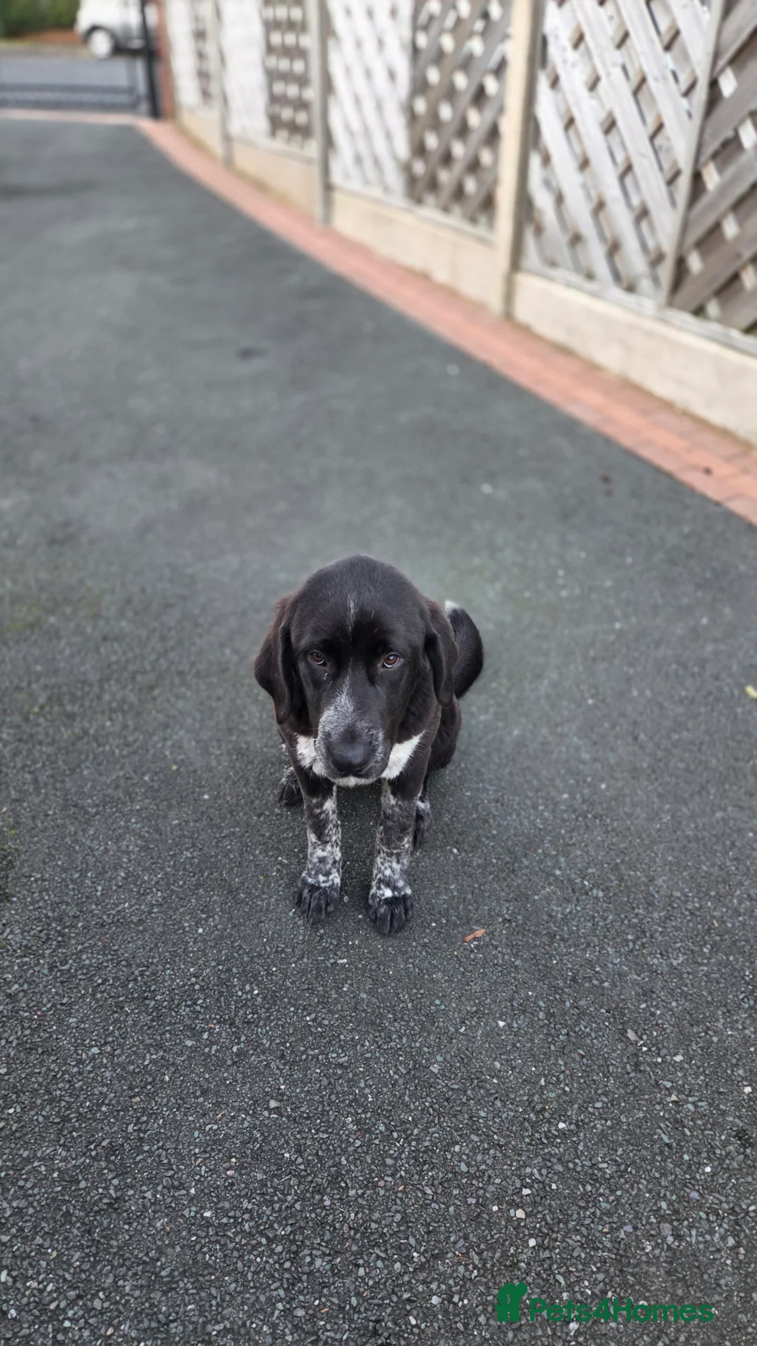Central Asian Shepherd dogs for sale: Athena in Burnley - Advert 3