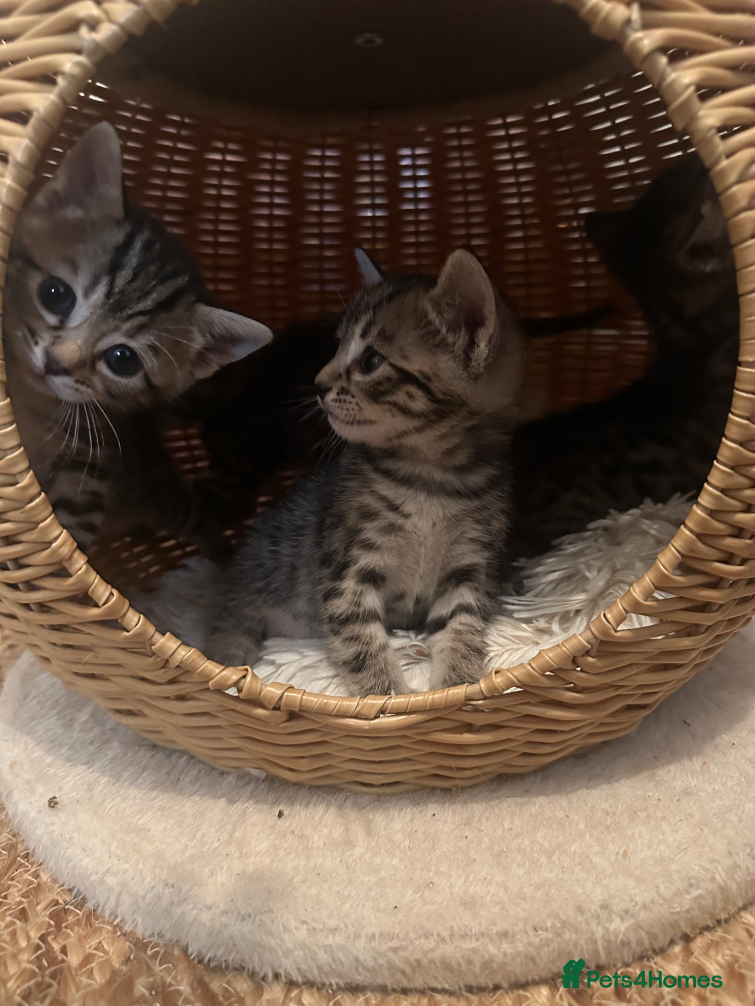 Bengal cats for sale: Mixed breed bengal kittens  in Ware - Advert 3