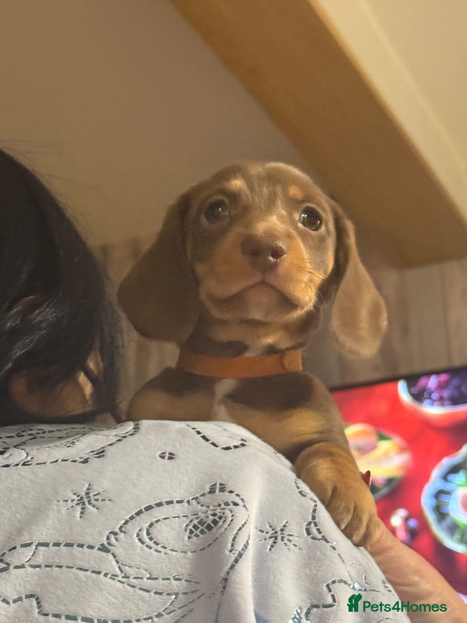 Miniature Dachshund dogs for sale: Gorgeous Litter of Miniature Dachshund Puppies in Manchester - Advert 5