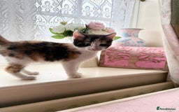 Maine Coon cats for sale: Half Maine Coon kittens**ready now** - Image 4