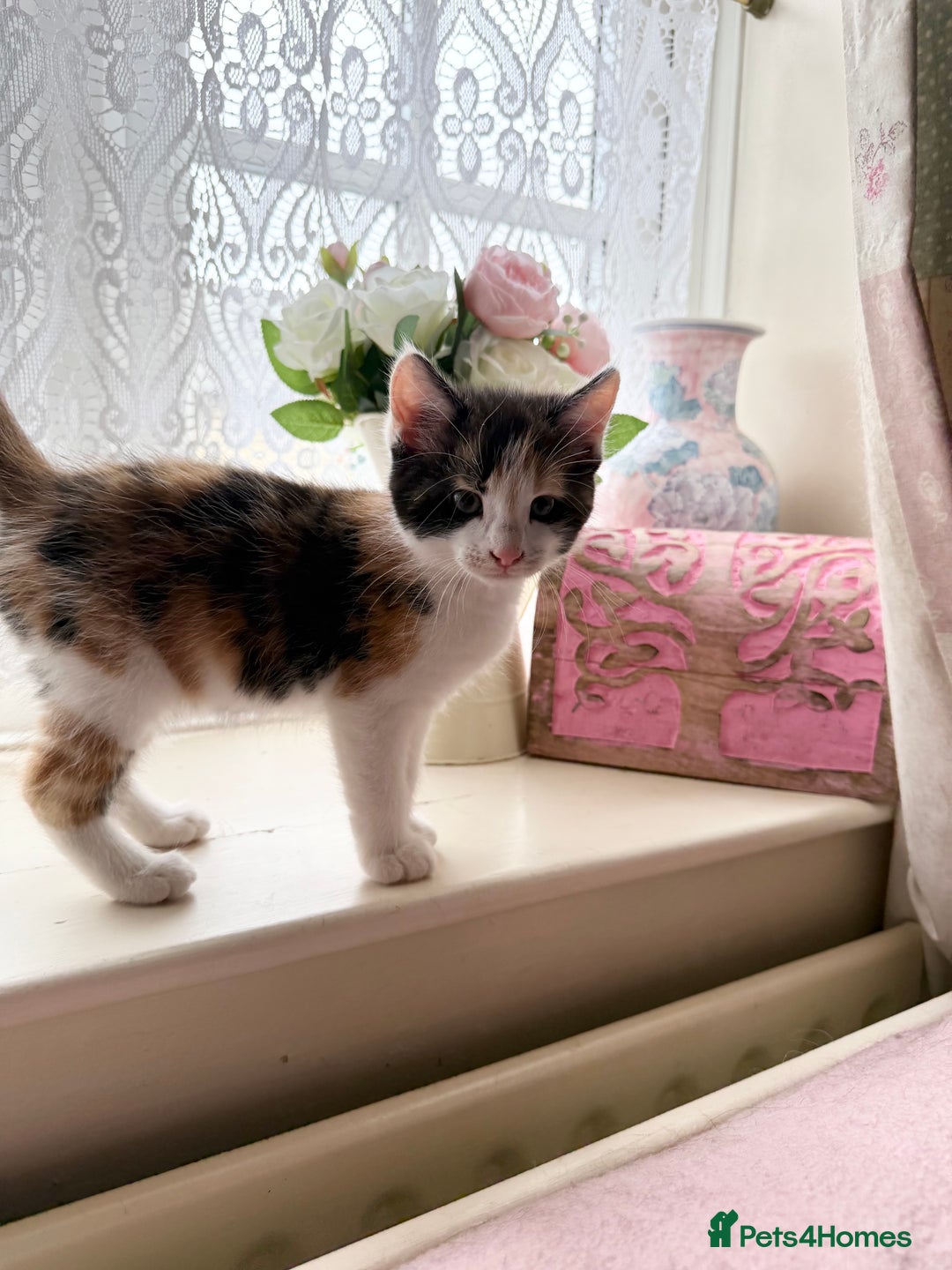 Maine Coon cats for sale: Half Maine Coon kittens**ready now** - Image 4