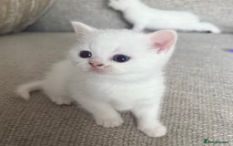British Shorthair cats for sale: Beautiful white BSH kitten blue eyes  - Image 1