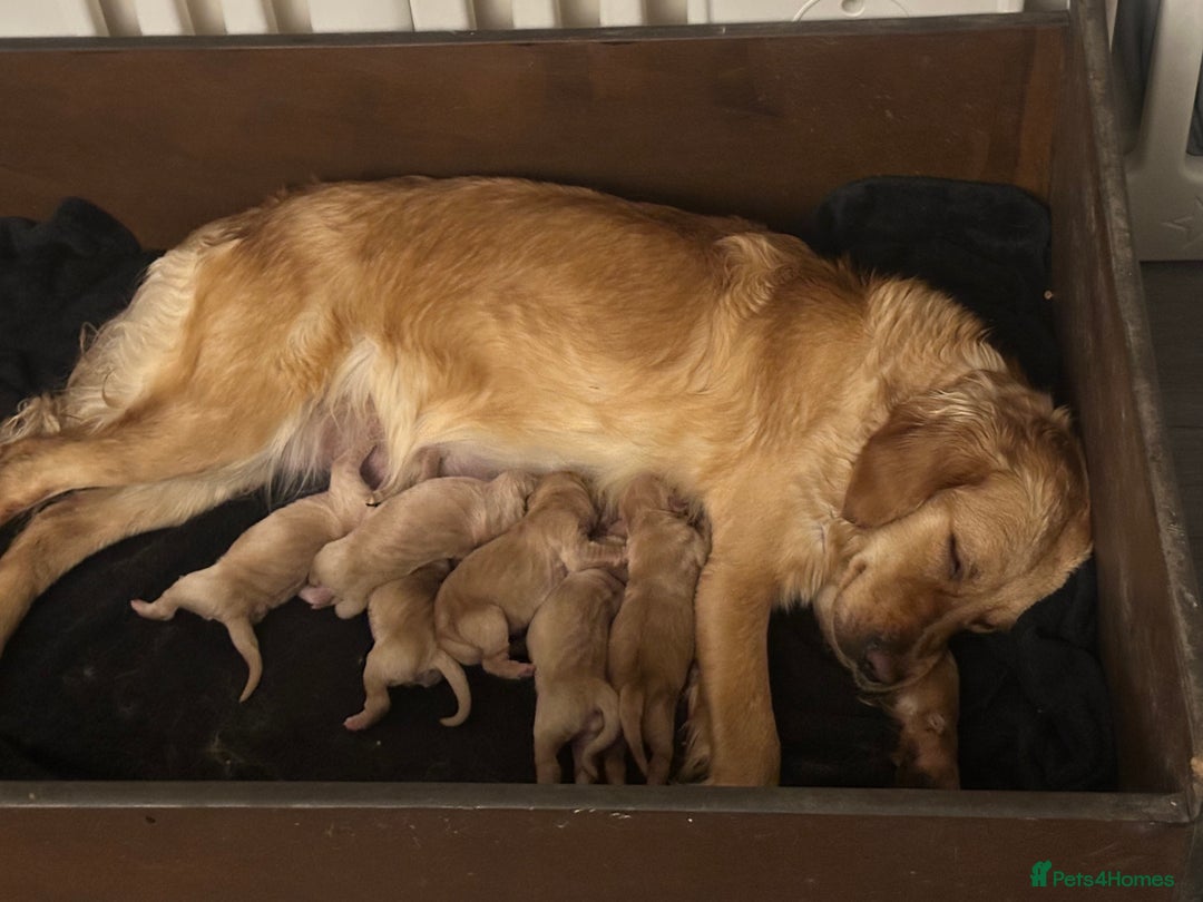 Golden Retriever dogs for sale: Golden retriever puppies kc reg dark - Advert 2