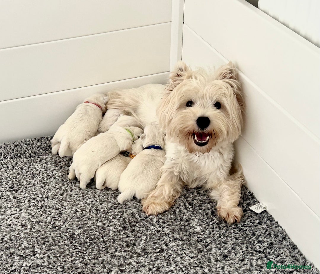 West Highland Terrier dogs for sale: Quality Westie Pups  - Image 5