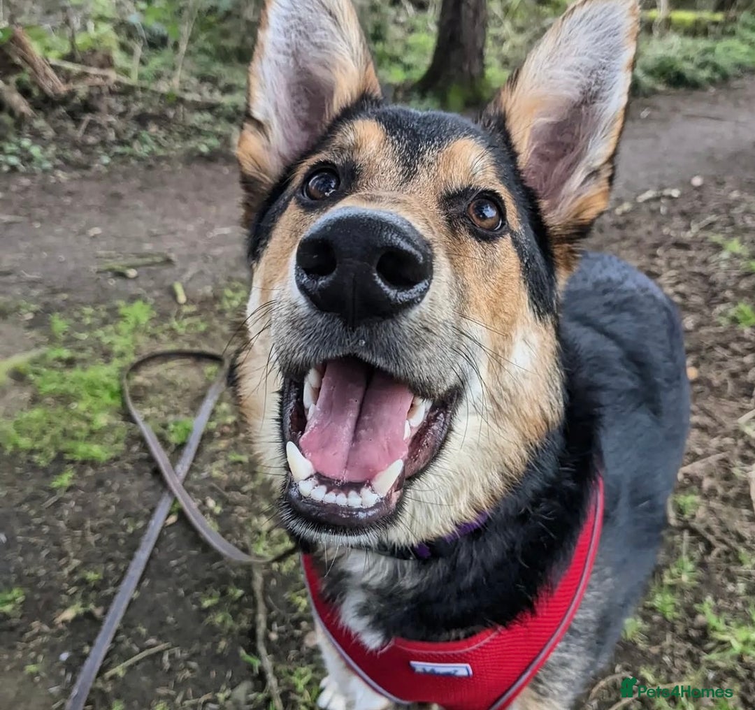 Mixed Breed dogs for sale: German Shephard x Collie - Image 2