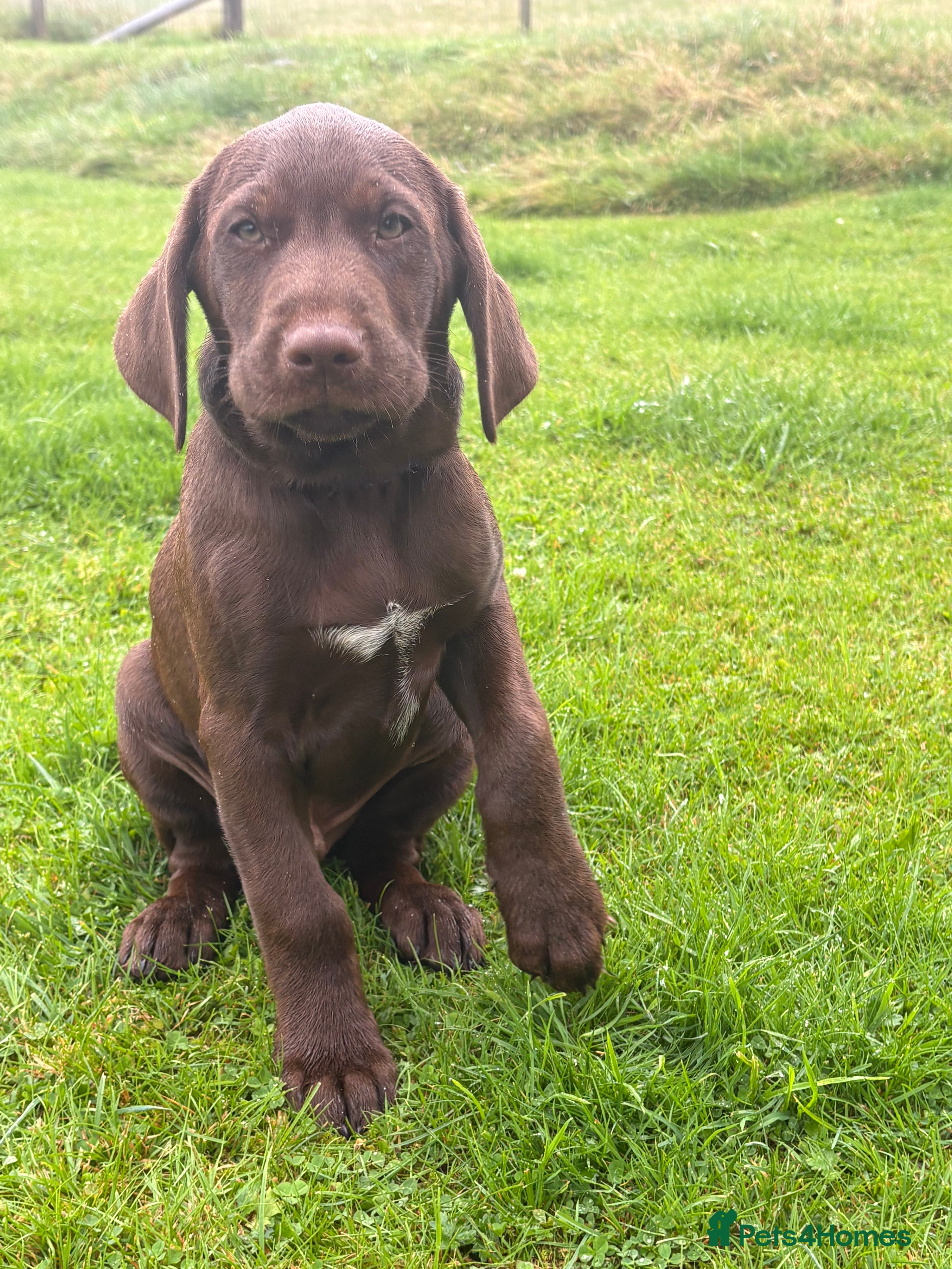 Mixed Breed dogs READY TO LEAVE! GWP X Labrador puppies - Advert 2