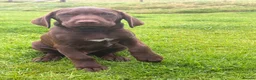 Mixed Breed dogs for sale: BITCH NOW AVAILABLE! GWP X Labrador puppies - Advert 3